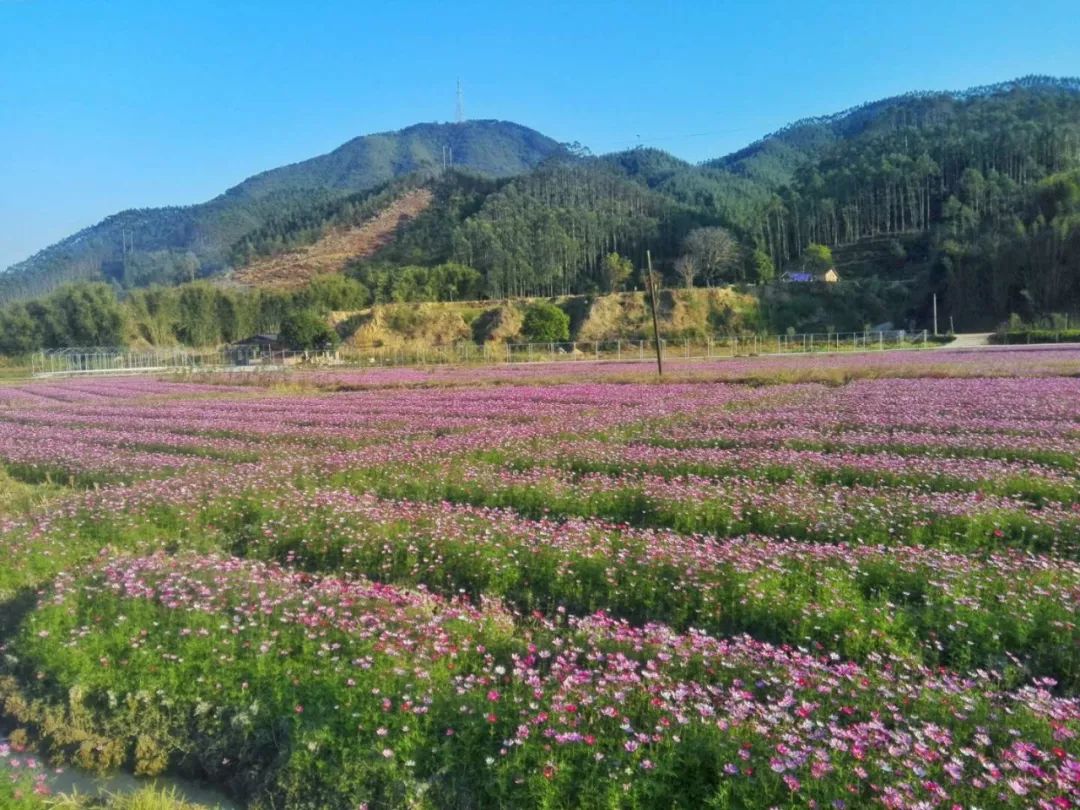 花卉之美，摄影、赏花与生活的艺术交融