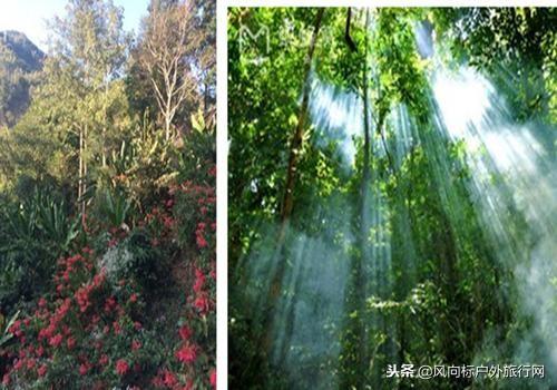 探索最新雨林面貌，揭秘26日雨林新变化