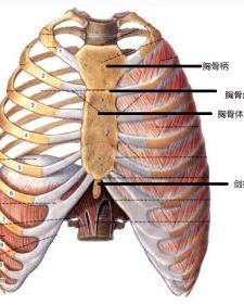 胸骨后突发撕裂样痛：胸骨后阵痛 