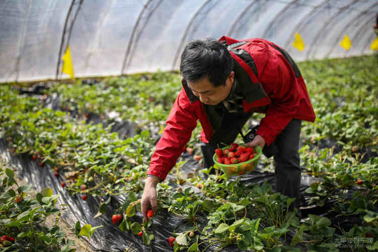 莱芜采摘最新价格表揭晓！