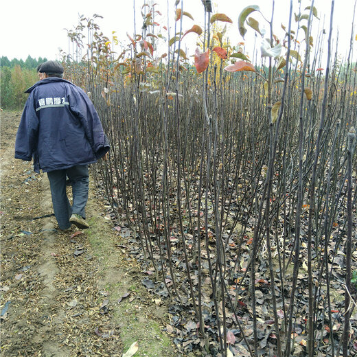 梨树高效种植方案：梨树栽培技术要点 